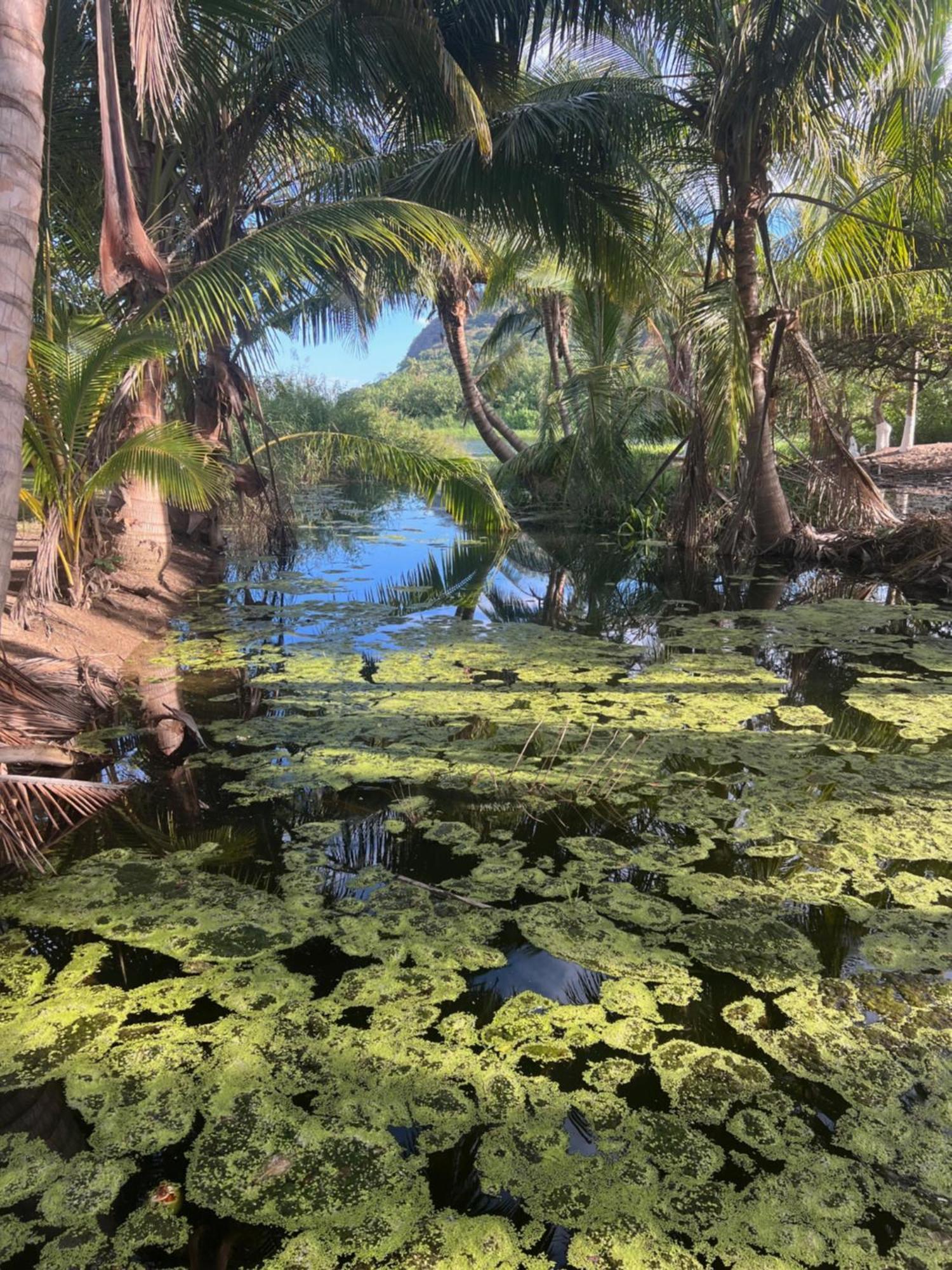 Отель Casa Botanica Ло-де-Маркос Экстерьер фото